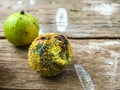 growth of Mold on a rotten fruits - concept of bad food