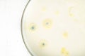 Growth of mold on yogurt food surface exceeded expiry date