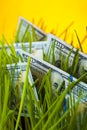 Growth of money: dollar bills in green grass Royalty Free Stock Photo