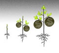 Growth of the money tree
