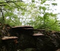 Growth and mushrooms on the bark,