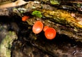 Growth mushrooms