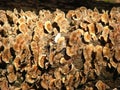Growth of mushrooms on trunk of a tree Royalty Free Stock Photo