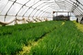 Growth of onions inside a greenhouse Royalty Free Stock Photo