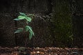 Growth plant in front of moistured and dirty cement block walls Royalty Free Stock Photo