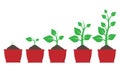 Growth of plant in pot. Vector illustration. Royalty Free Stock Photo