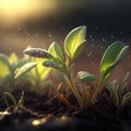 Growth plants concept in the nature rainy morning light on green background