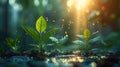 In-Growth Plants On Money With Flare Light Effects Royalty Free Stock Photo