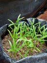 growth process of kale seedlings so good