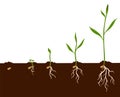 Growth process steps. Seeds sprout in ground. Steps sequence of germinating seedlings. Development cycle of vegetables