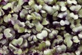 Growth purple garden cress isolated shot from above extreme closeup