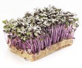 Growth purple garden cress isolated on a white background