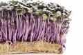 Growth purple garden cress isolated on a white background