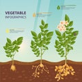 Infographic or infochart of potato growth stages