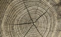 Growth rings