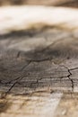 Growth Rings Cracks Royalty Free Stock Photo