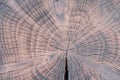 Growth rings and cracks in charred yew tree slice. Tree trunk cross section structure Royalty Free Stock Photo