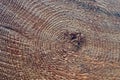 Growth rings in Douglas Fir log