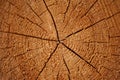 Growth rings on a log Royalty Free Stock Photo
