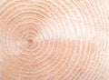 Growth rings of a spruce tree, horizontal cross section Royalty Free Stock Photo