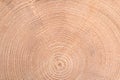 Growth rings, annual or tree rings of a spruce tree Royalty Free Stock Photo