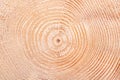 Spruce tree, growth rings, horizontal cross section of dried trunk Royalty Free Stock Photo