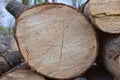 Growth rings on tree sawcut Royalty Free Stock Photo