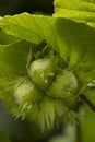 Growth of a round hard-shelled nut of the tree