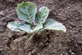 Growth of seedlings of white cabbage