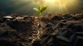 growth on small plant in dry soil, green seedling growing in barren drought dirt, new life and hope concept Royalty Free Stock Photo