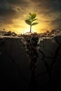 growth on small plant in dry soil, green seedling growing in barren drought dirt, new life and hope concept Royalty Free Stock Photo