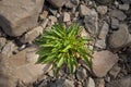 Growth of small seedlings Royalty Free Stock Photo