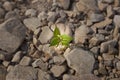 Growth of small seedlings Royalty Free Stock Photo