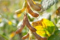 Growth soybean Royalty Free Stock Photo