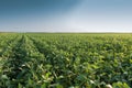 Growth soybean Royalty Free Stock Photo