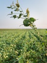 Growth soybean Royalty Free Stock Photo