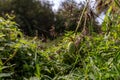 A growth of squirting cucumber or exploding cucumber among thickets of weeds