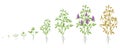 Growth stages of Alfalfa plant. Vector flat illustration. Medicago sativa. Lucerne grown life cycle.