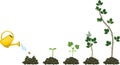 Growth stages of blackberry plant from planting a seed to plant with green leaves