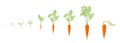 Growth stages of carrot plant. Vector illustration. Daucus carota. Orange carrots tap root vegetable botany life cycle