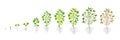 Growth stages of Cotton plant. Plant increase phases. Vector illustration. Gossypium from which cotton is harvested