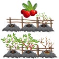 Growth stages of cranberries, agriculture, vector