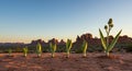 Growth stages of desert plants in Monument Valley Royalty Free Stock Photo