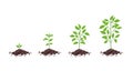 Growth stages diagram. Sprout seedling shoot germination in the pile dirt soil. Development stage. Animation progression Royalty Free Stock Photo