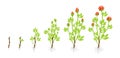 Growth stages of garden roses plant. Vector illustration. Shoots from cuttings. Rosa abyssinica rosaceae.