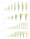 Growth stages of grain cereal agricultural crops. Cereal increase phases. Vector illustration. Secale cereale. Ripening period. Royalty Free Stock Photo