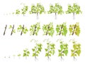 Growth stages of grape plant. Vineyard planting increase phases. Vector illustration. Vitis vinifera harvested. Ripening period.