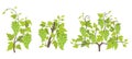 Growth stages of grape plant. Vineyard planting increase phases. Vector illustration. Vitis vinifera harvested. Ripening period.