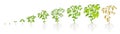 Growth stages of green bell pepper vegetable plant. Capsicum annuum. Ripening period steps. Harvest animation