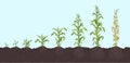 Growth stages of Maize plant. Corn development phases. Zea mays. Ripening period. On the soil, with roots. The life